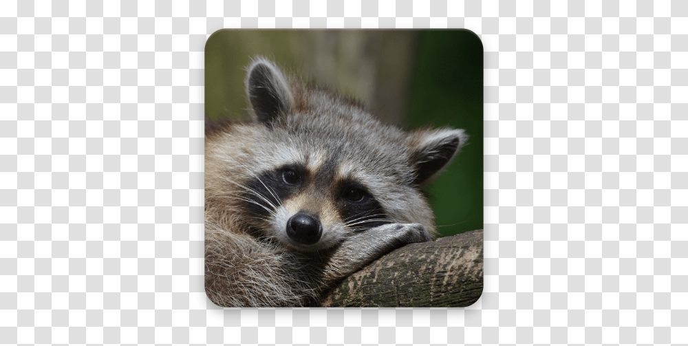 Raccoon Wallpaper Hd Apps En Google Play Animals In New York, Mammal, Dog, Pet, Canine Transparent Png