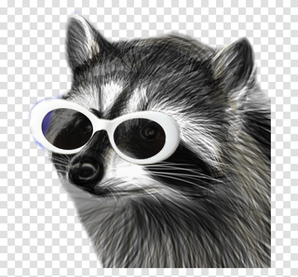 Raccooneggs Raccoons Youtube Csgo Raccooneggs Profile Clout Racoon, Sunglasses, Accessories, Accessory, Mammal Transparent Png