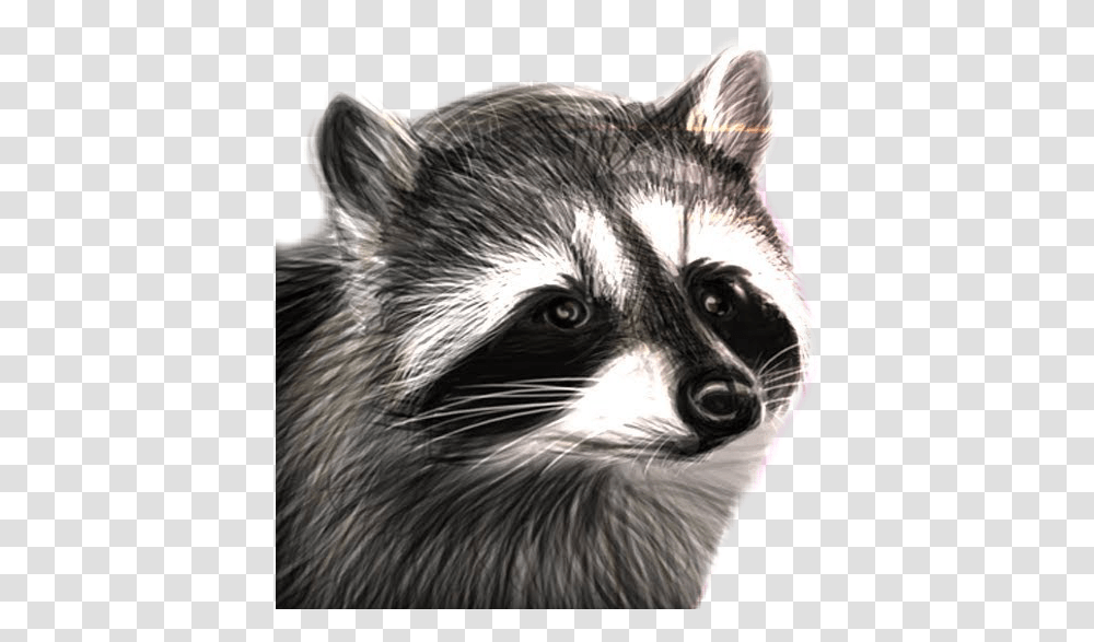 Raccooneggs Youtube Csgo Raccoon Raccooneggs Raccoon, Mammal, Animal, Cat, Pet Transparent Png