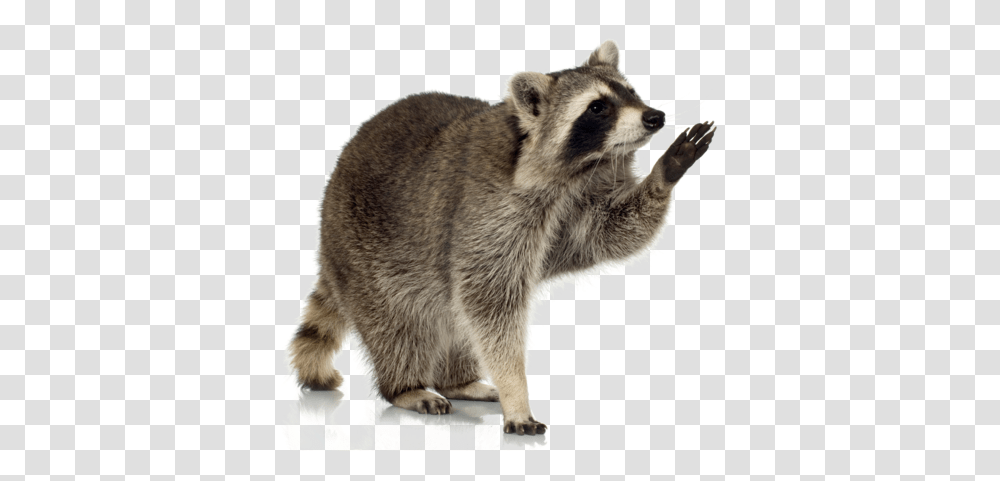 Raccoons Images Raccoon, Bear, Wildlife, Mammal, Animal Transparent Png