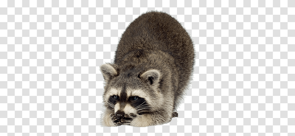 Raccoons Images Raccoons And Polar Bears, Mammal, Animal, Pig Transparent Png