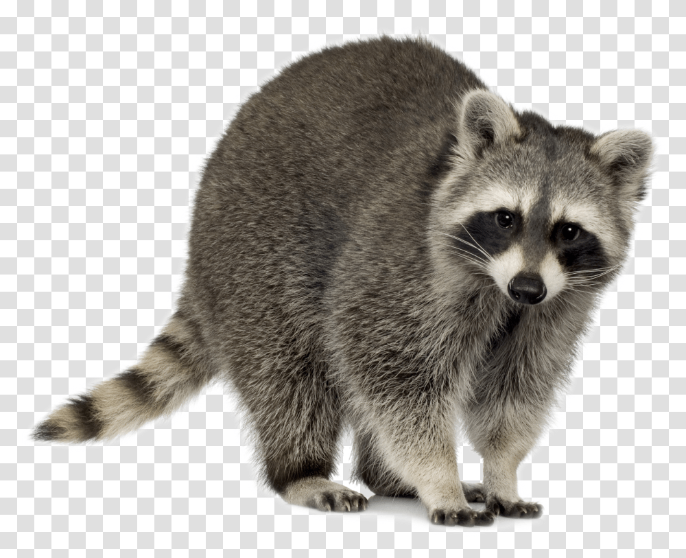 Raccoons In Suburbia Utah Banner Racoon, Mammal, Animal, Dog, Pet Transparent Png