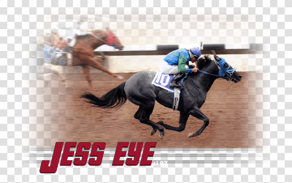 Race Horse Flat Racing, Mammal, Animal, Person, Human Transparent Png
