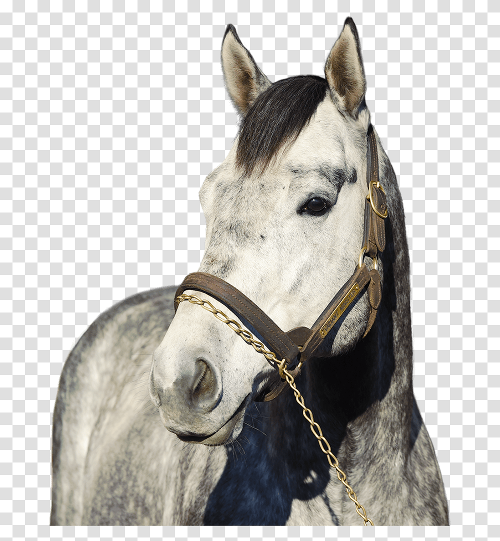 Race Horse, Mammal, Animal, Andalusian Horse, Colt Horse Transparent Png
