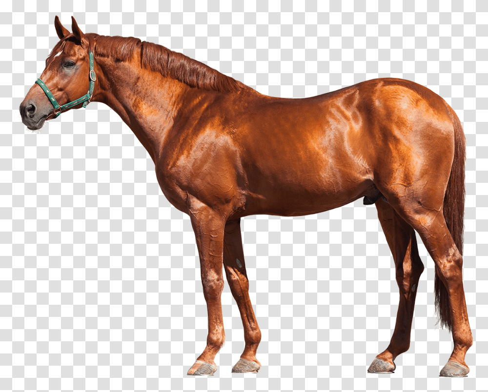 Race Horse, Mammal, Animal, Colt Horse, Stallion Transparent Png