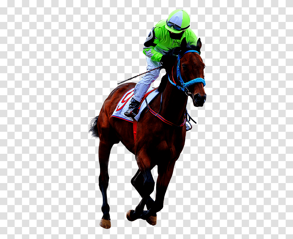 Race Horse White Background, Mammal, Animal, Equestrian, Person Transparent Png