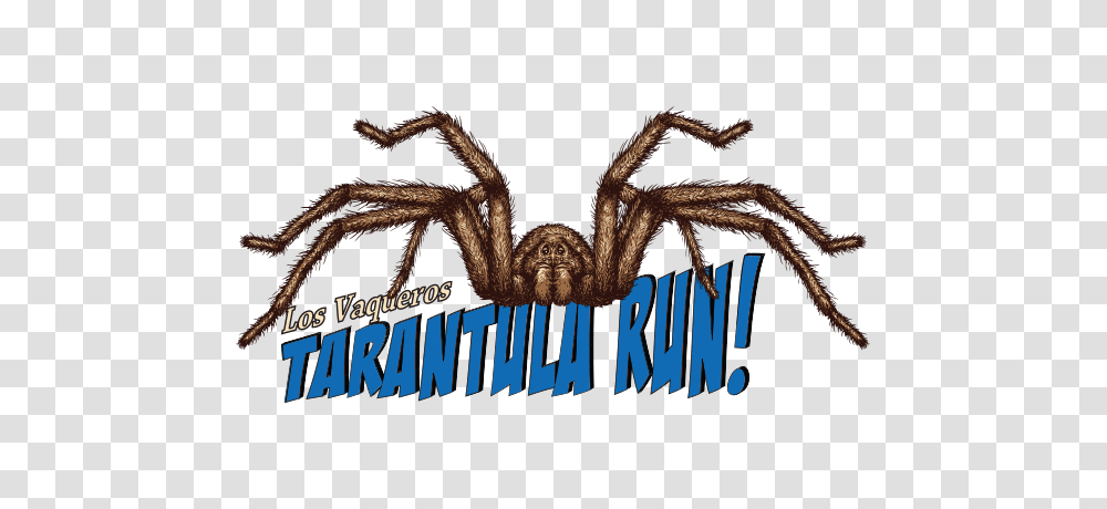 Race Info Tarantula Run Brazen Racing, Invertebrate, Animal, Spider, Arachnid Transparent Png