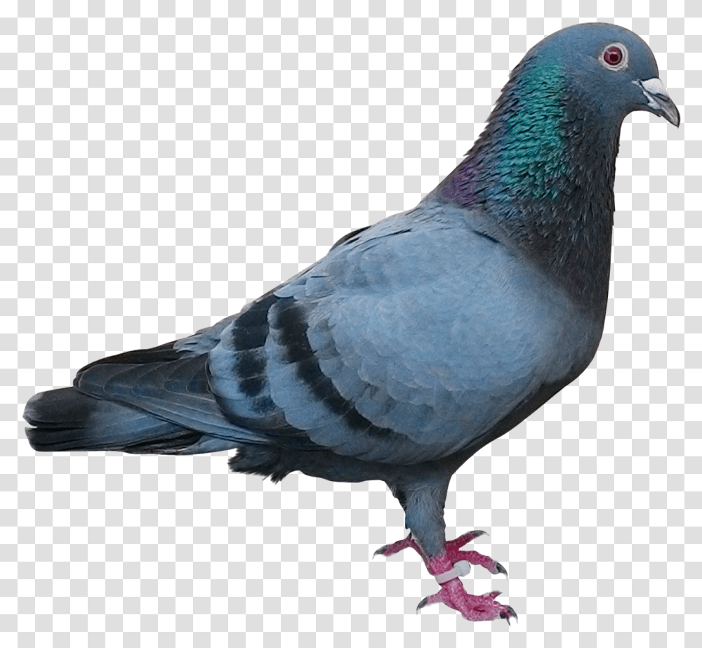 Racing Homer Homing Pigeon Columbidae Bird Pigeon Post Background Pigeon, Animal, Dove Transparent Png