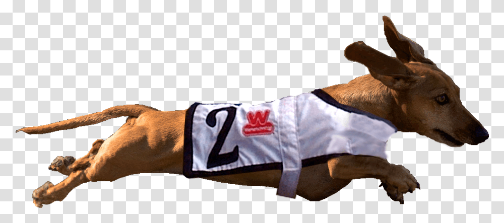Racing Weiner Dogs On, Shorts, Arm, Hand Transparent Png