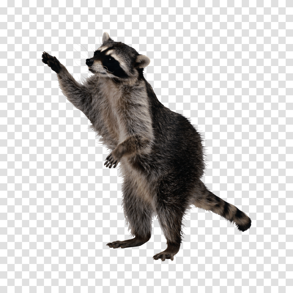 Racoon, Animal, Mammal, Cat, Pet Transparent Png