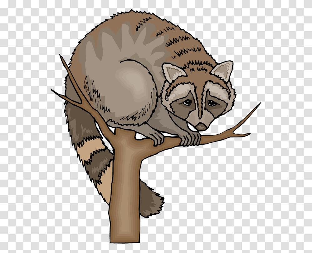 Racoon Clipart Tree Clipart, Mammal, Animal, Bird, Raccoon Transparent Png