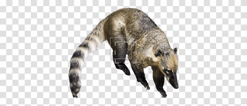 Racoon Like Animal That's Not A Racoon Immediate Entourage Animals Similar To Racoon, Mammal, Wildlife, Bear, Coyote Transparent Png