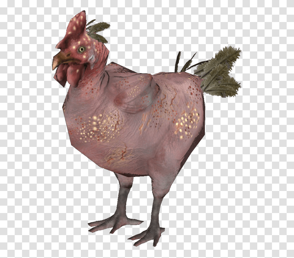 Rad Chicken, Animal, Bird, Person, Waterfowl Transparent Png