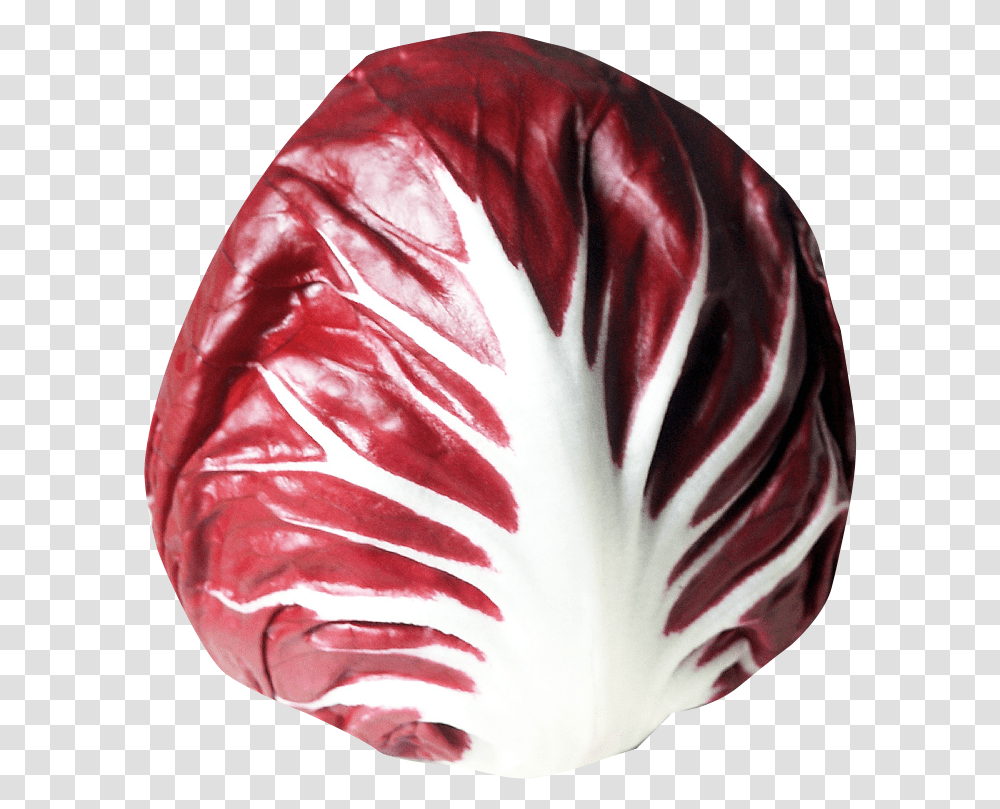 Radicchio, Plant, Citrus Fruit, Food, Rose Transparent Png