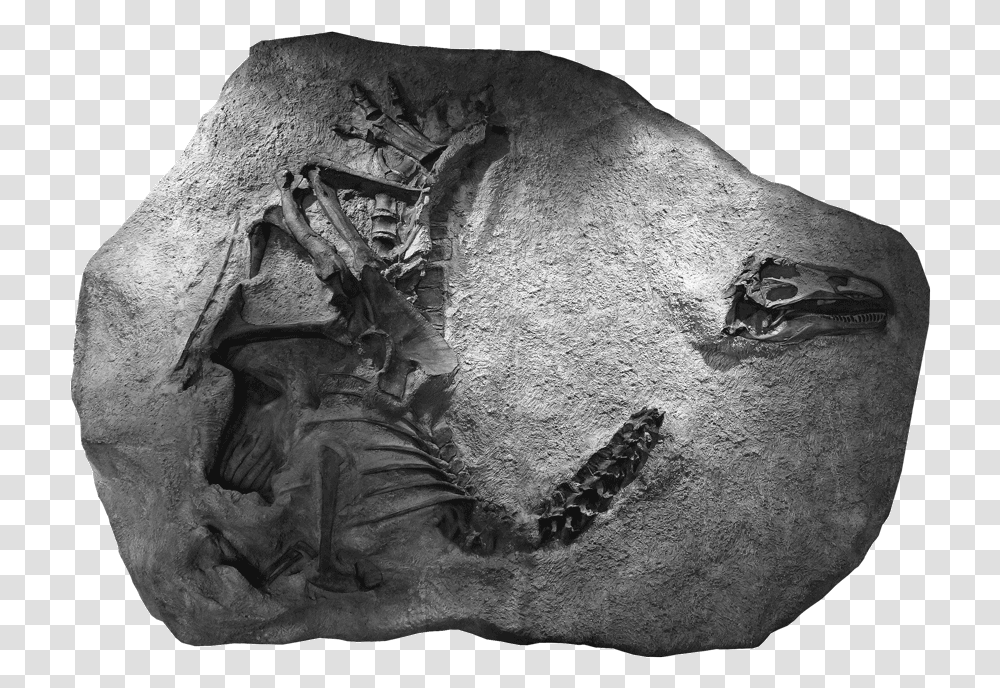 Radioactive Dinosaur Skull Leads To Discovery East Idaho News New Dinosaur Discovery 2020, Soil, Fossil, Archaeology, Painting Transparent Png