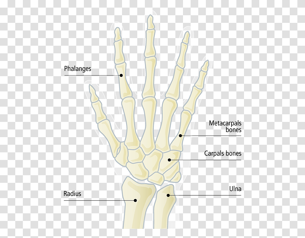 Radiography, Hook, Claw, Hand Transparent Png