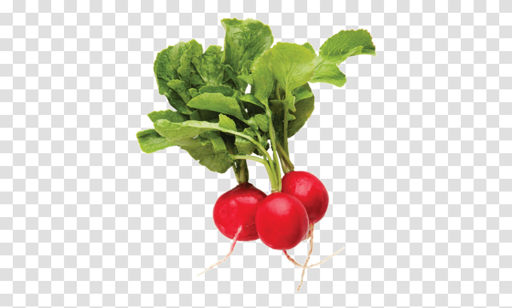 Radish Alpha Channel Clipart Images Radish, Plant, Vegetable, Food, Produce Transparent Png