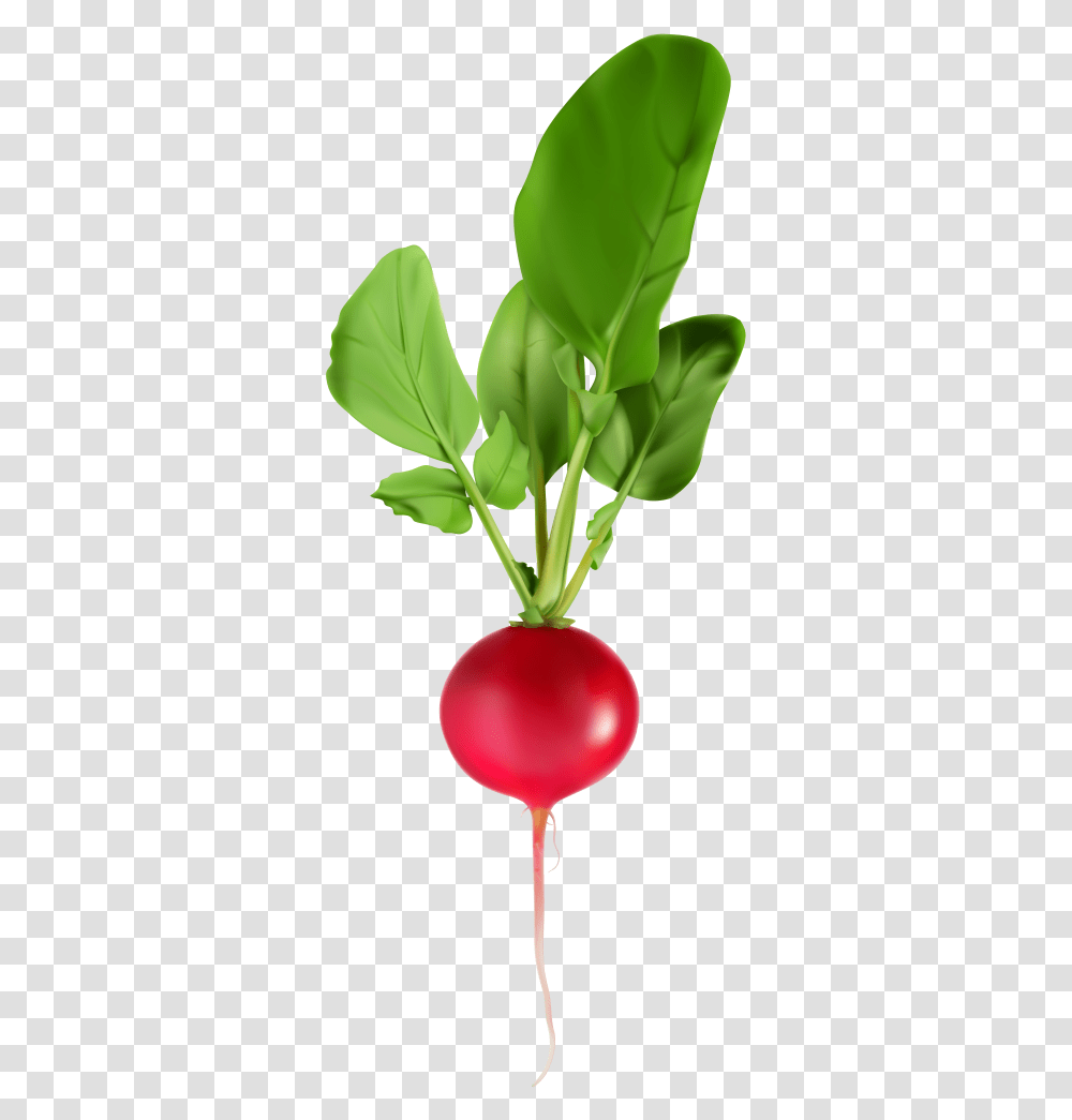 Radish Clip Art Image Radish, Plant, Vegetable, Food Transparent Png