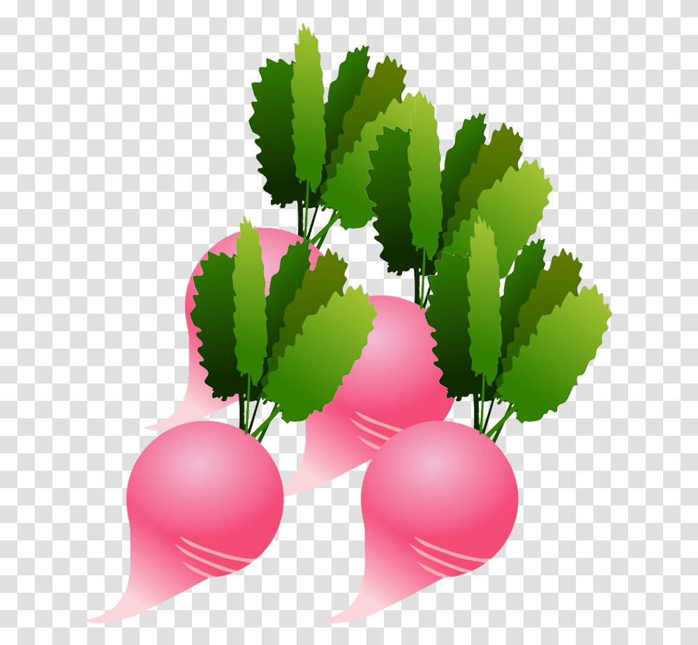 Radish Clipart Illustration, Plant, Vegetable, Food, Turnip Transparent Png