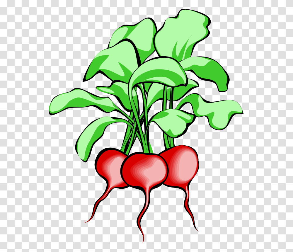 Radish Clipart Leafy Vegetable, Plant, Food, Vegetation, Produce Transparent Png