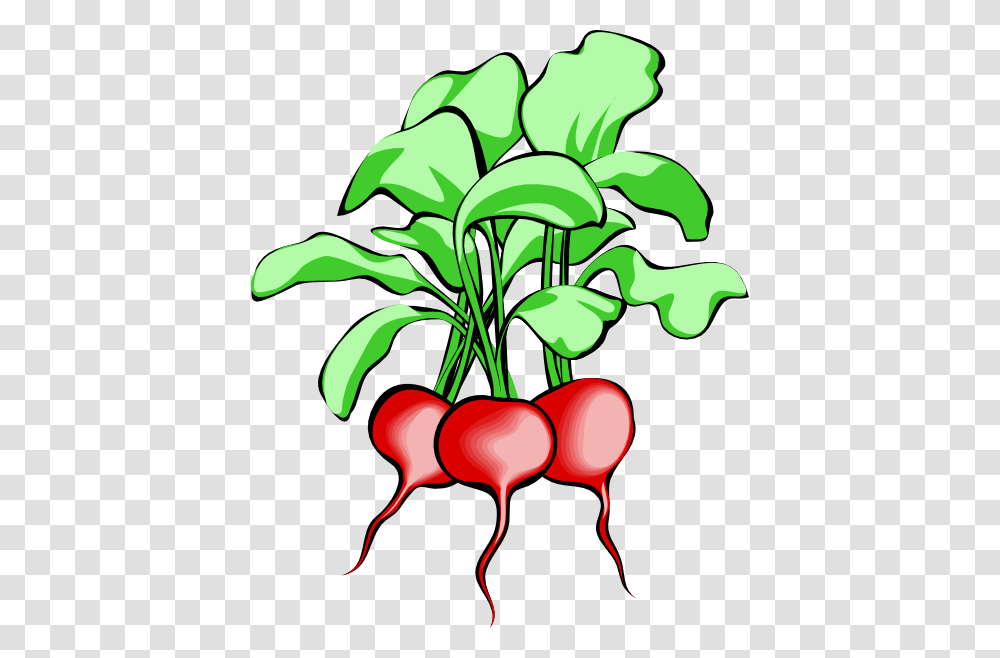 Radish Clipart, Plant, Vegetable, Food, Produce Transparent Png