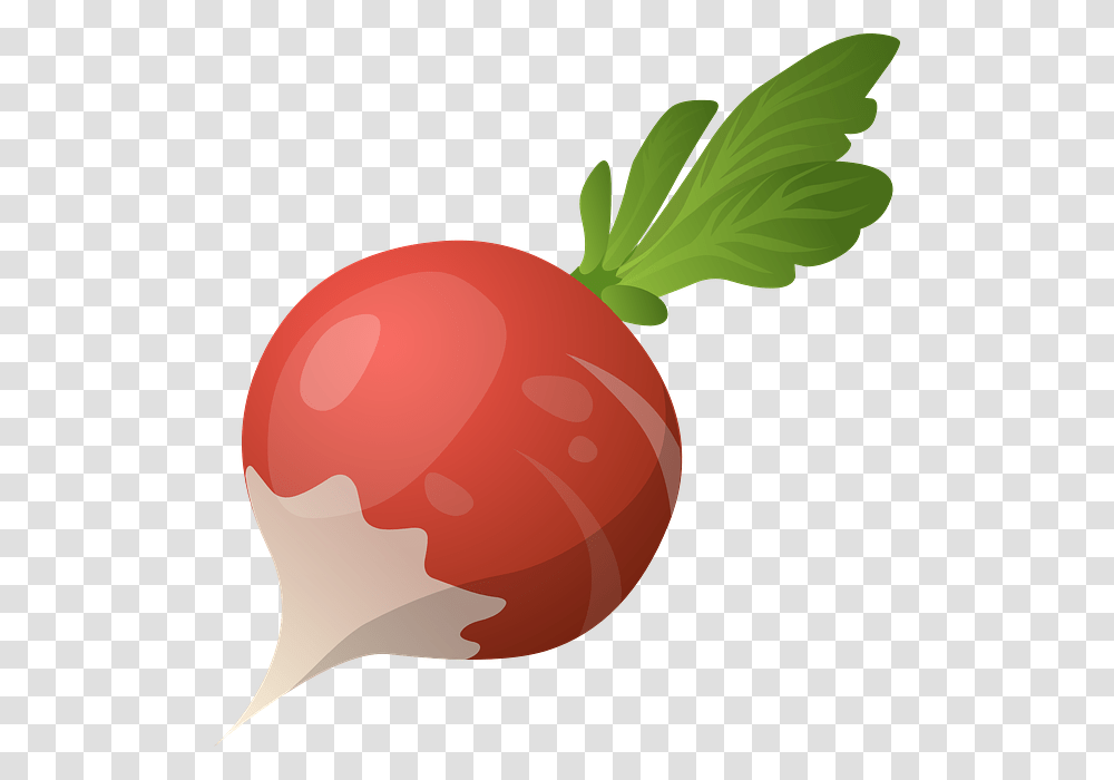 Radish Clipart Turnip, Plant, Vegetable, Food, Produce Transparent Png