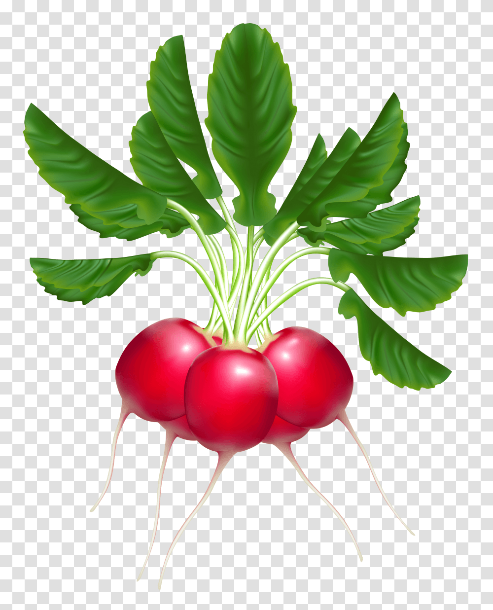 Radish Cliparts, Plant, Vegetable, Food, Leaf Transparent Png