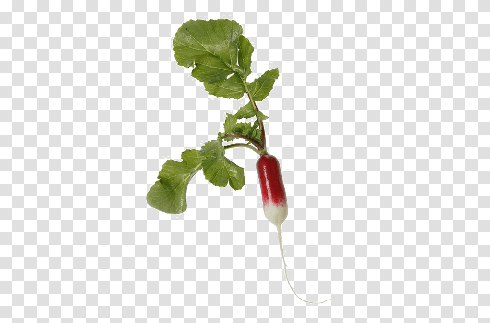 Radish Image, Plant, Vegetable, Food, Leaf Transparent Png