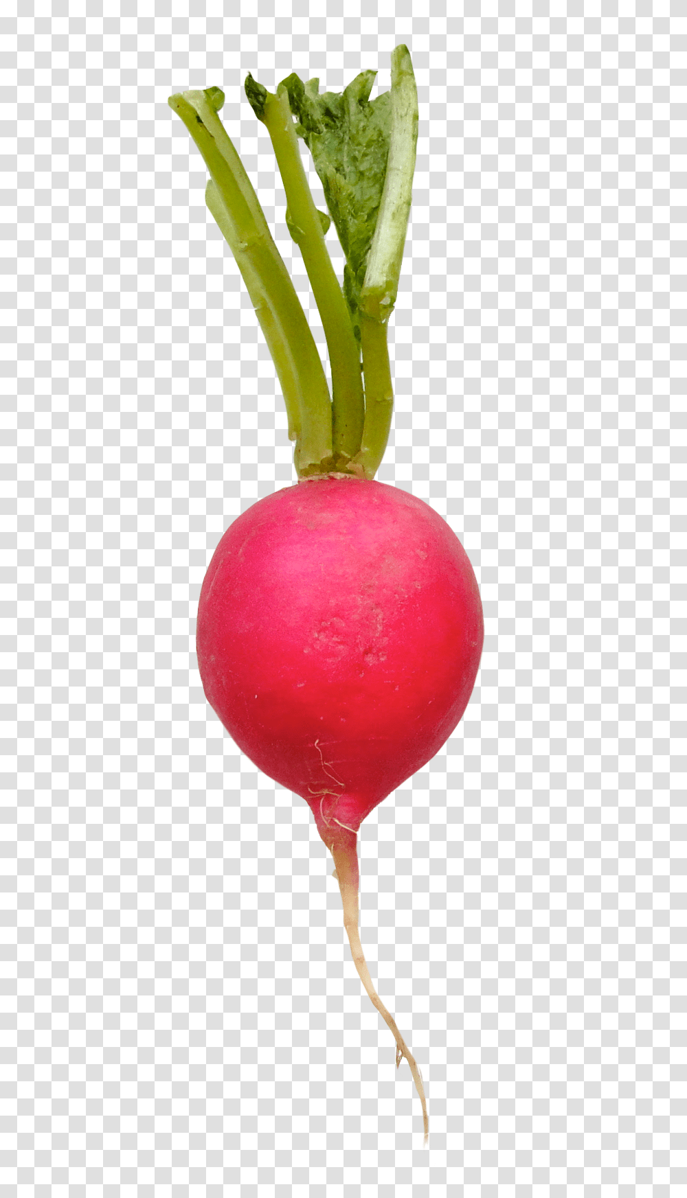 Radish Image, Vegetable, Plant, Food, Produce Transparent Png