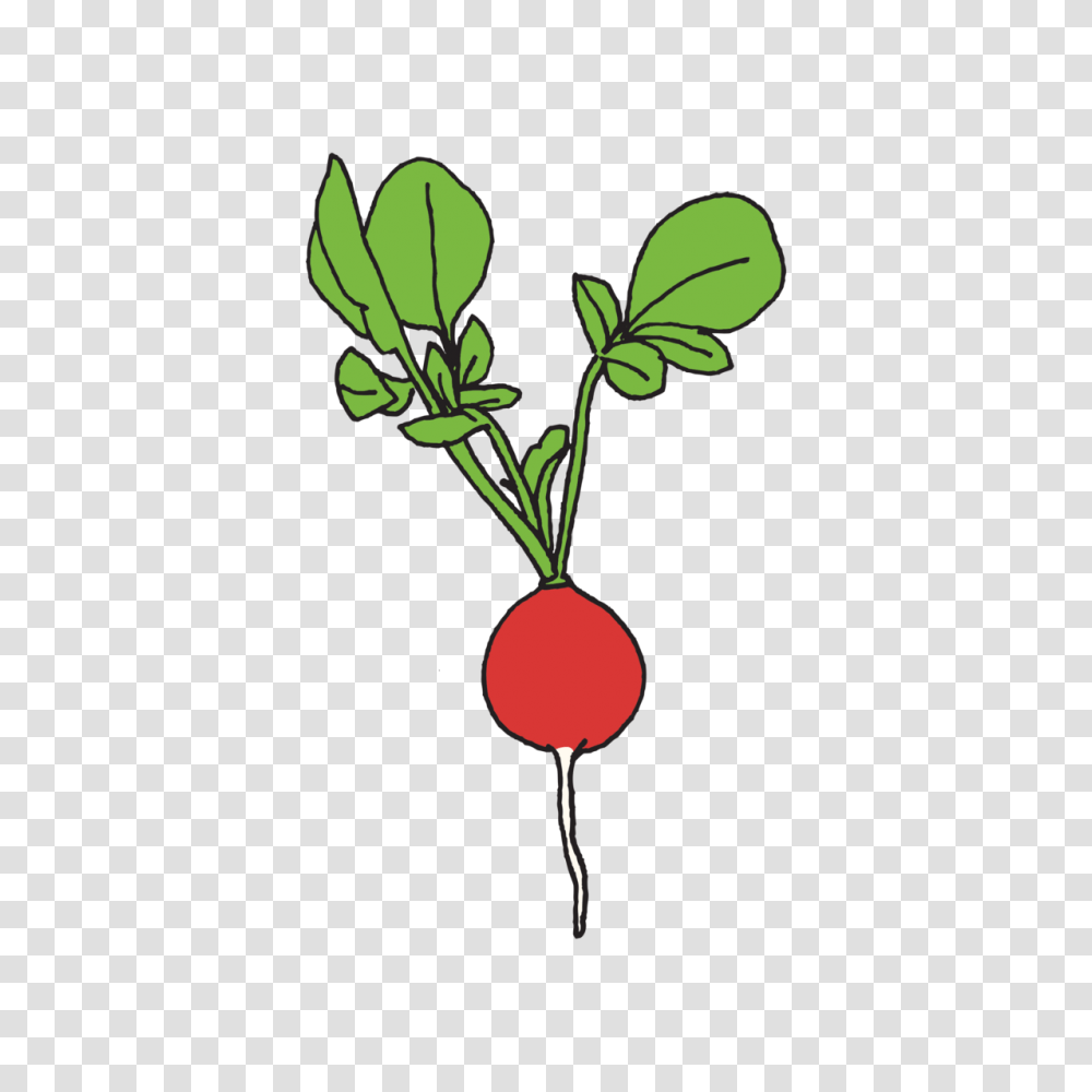 Radish Images Free Download, Plant, Vegetable, Food Transparent Png