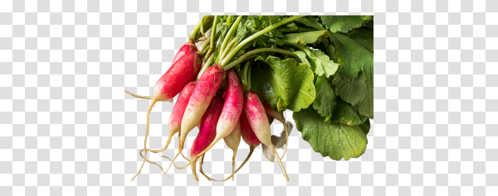 Radish Long Pink Radish, Plant, Vegetable, Food Transparent Png