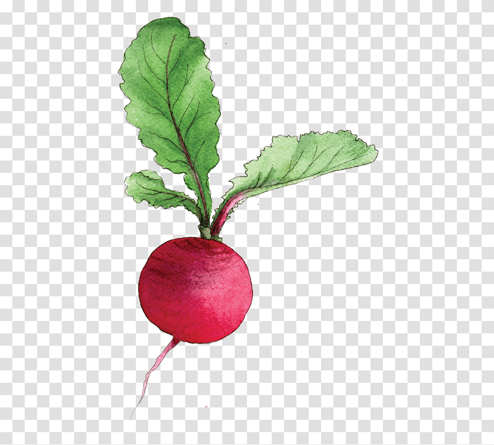 Radish Pic, Plant, Food, Vegetable, Rug Transparent Png