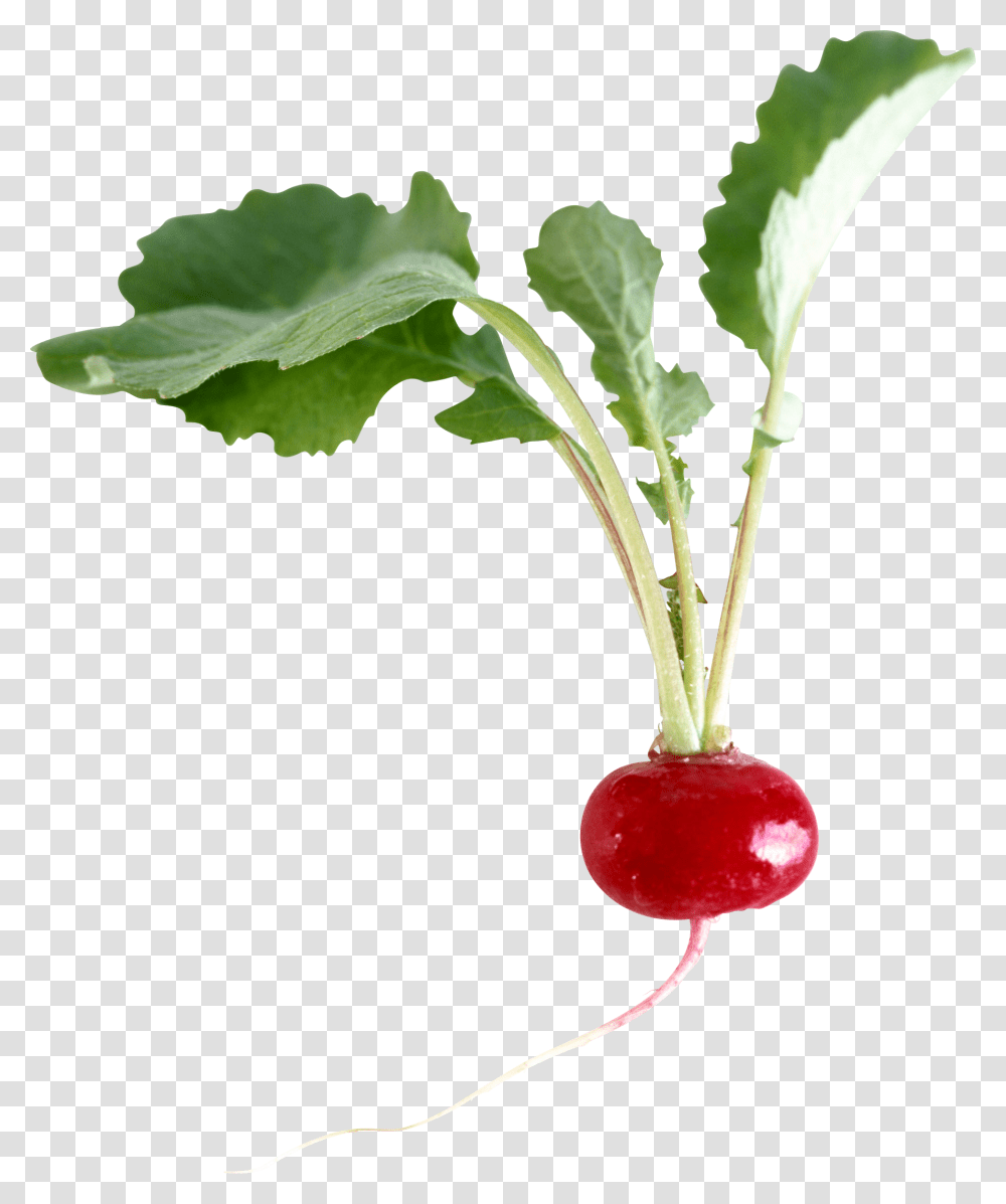 Radish, Plant, Vegetable, Food, Produce Transparent Png