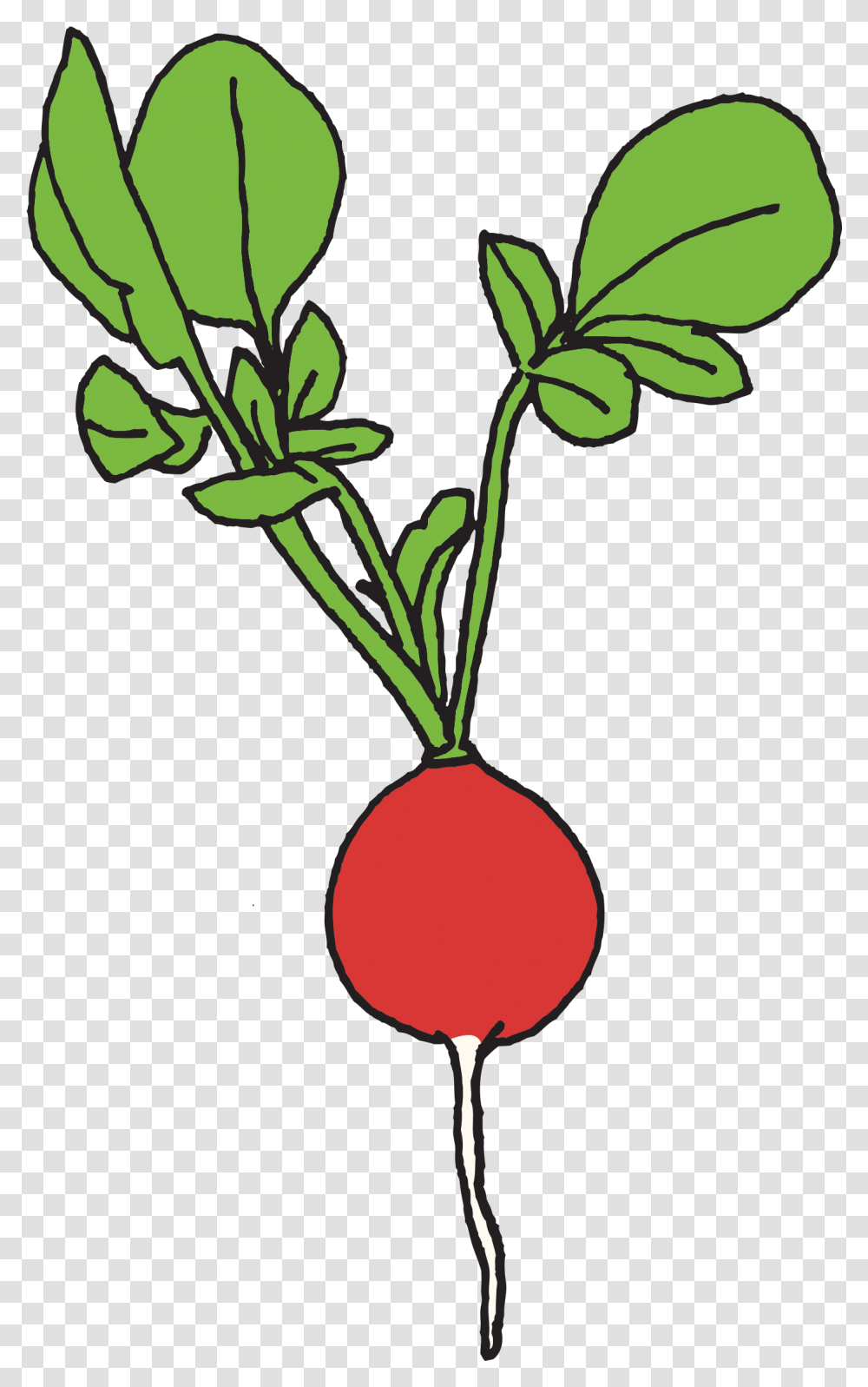 Radish Radish Clipart, Plant, Vegetable, Food Transparent Png