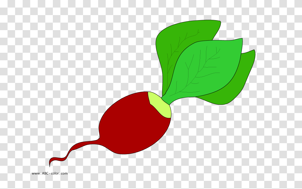 Radish Raster Picture, Plant, Vegetable, Food, Spoon Transparent Png