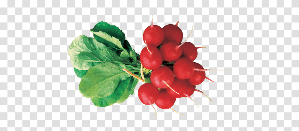 Radish, Vegetable, Plant, Food, Cherry Transparent Png