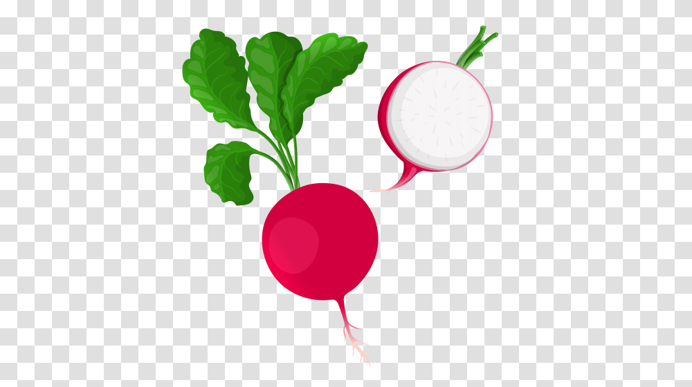 Radish, Vegetable, Plant, Food, Clock Tower Transparent Png