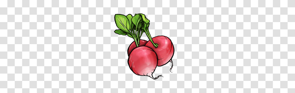 Radish, Vegetable, Plant, Food, Fruit Transparent Png