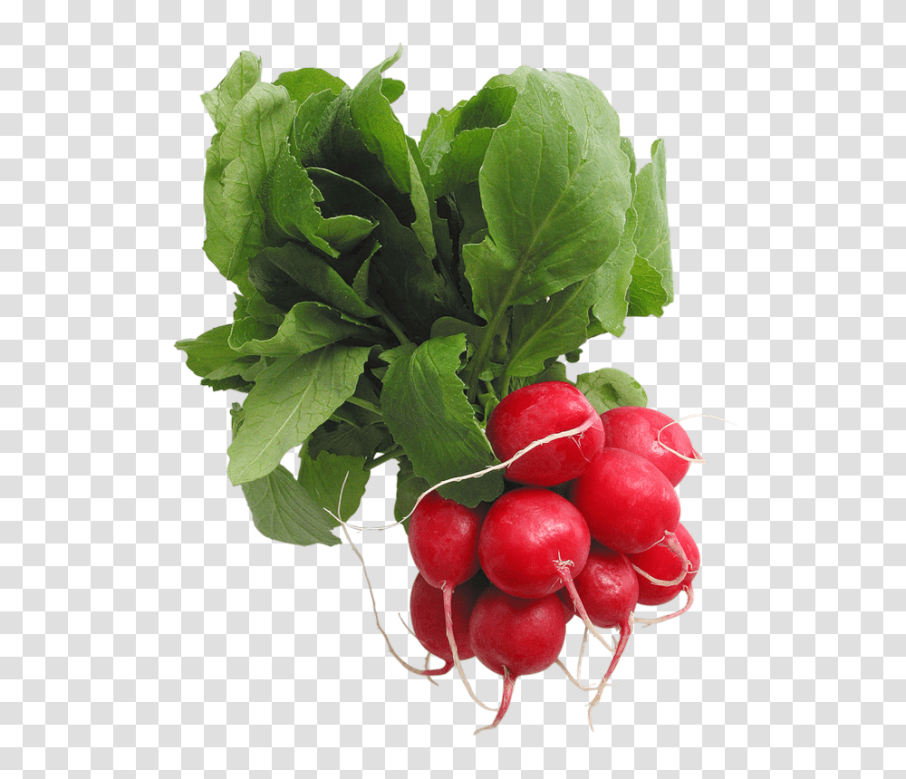 Radish, Vegetable, Plant, Food, Leaf Transparent Png
