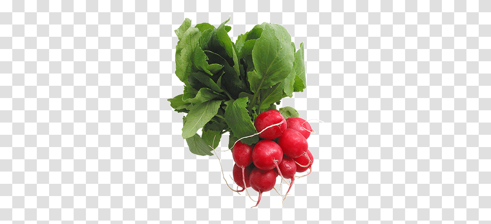 Radish, Vegetable, Plant, Food, Leaf Transparent Png