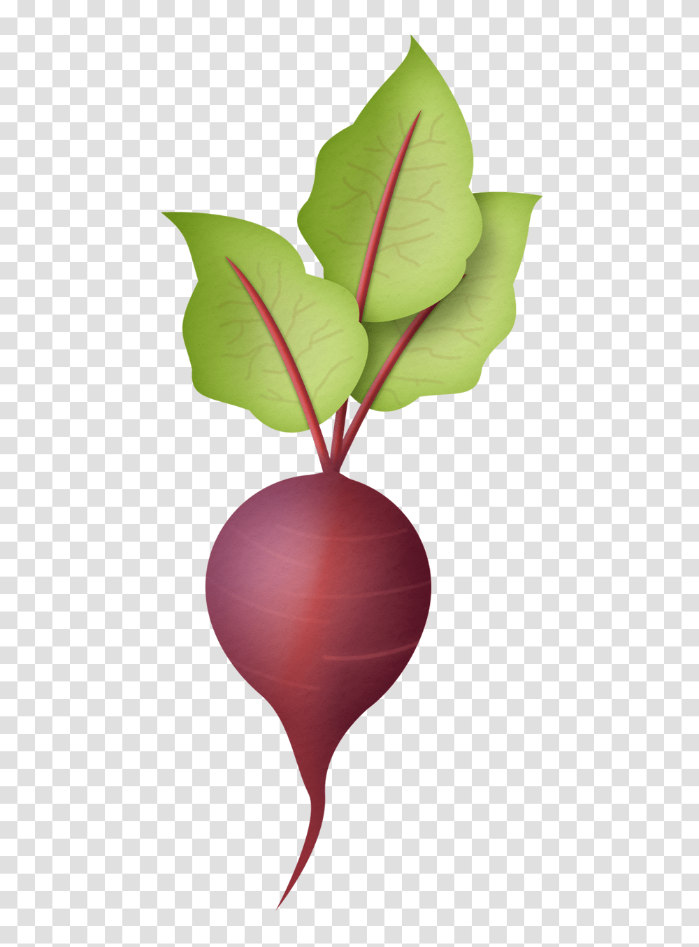 Radish, Vegetable, Plant, Food, Leaf Transparent Png