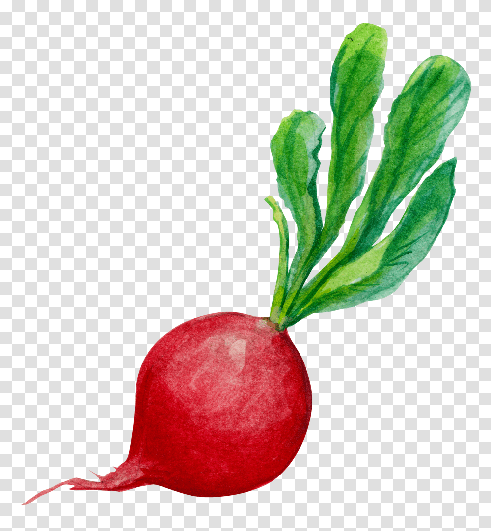 Radish, Vegetable, Plant, Food, Leaf Transparent Png