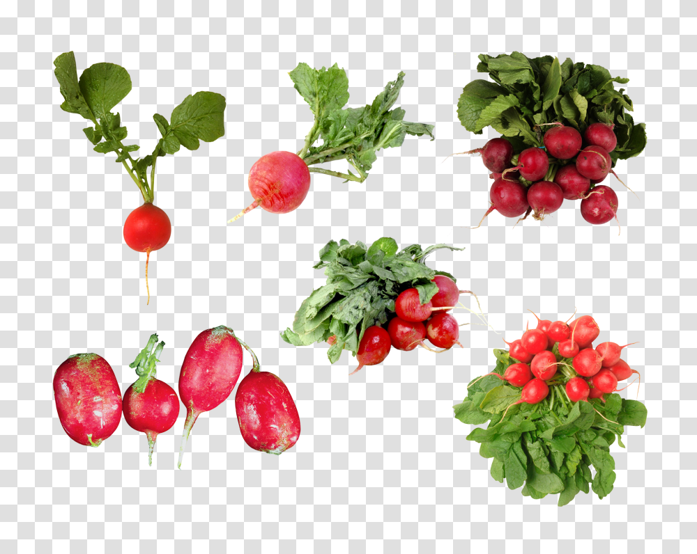 Radish, Vegetable, Plant, Food, Leaf Transparent Png