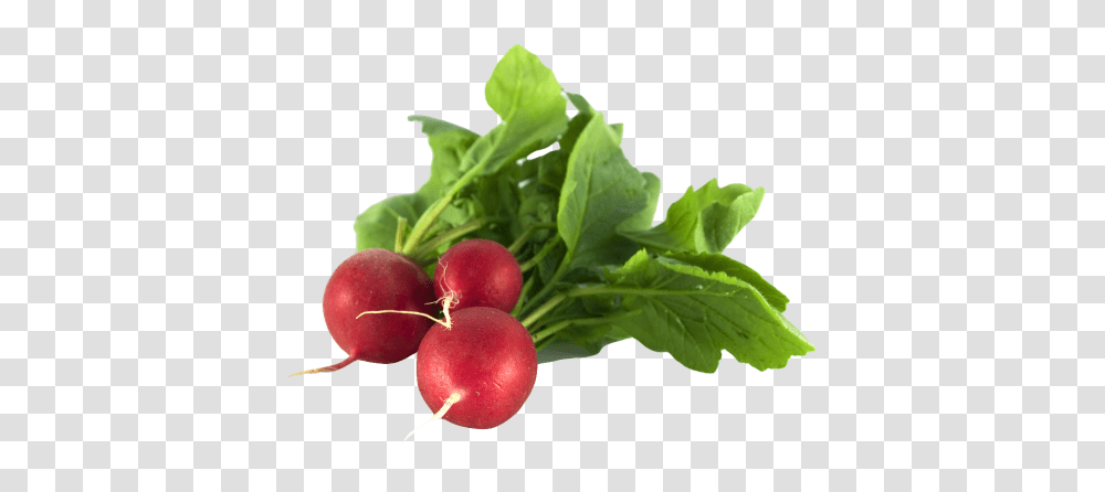 Radish, Vegetable, Plant, Food, Produce Transparent Png