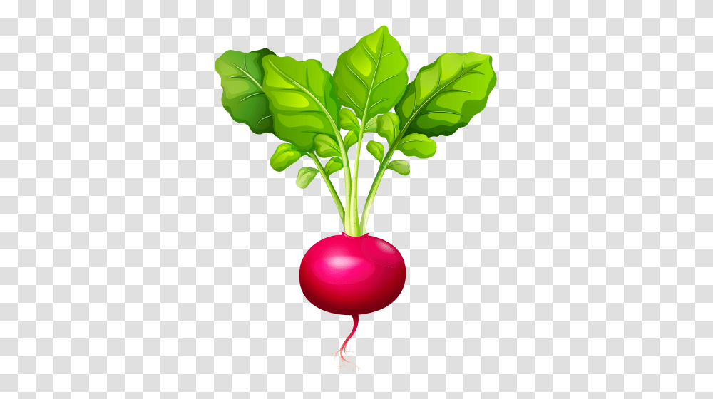 Radish, Vegetable, Plant, Food, Produce Transparent Png