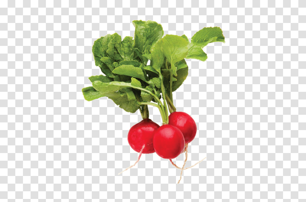 Radish, Vegetable, Plant, Food, Produce Transparent Png