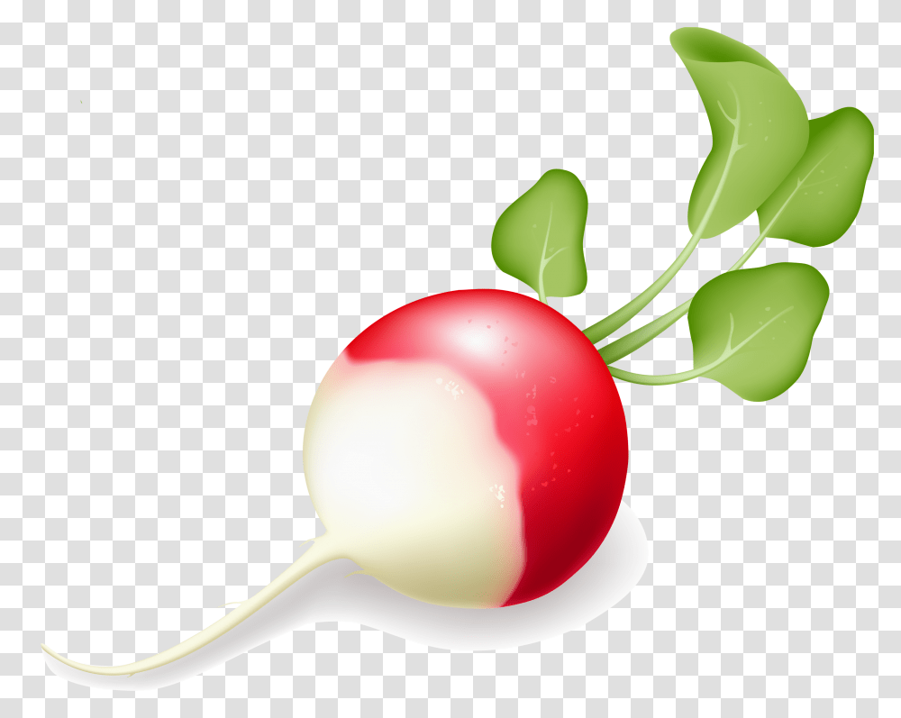 Radish, Vegetable, Plant, Food, Produce Transparent Png