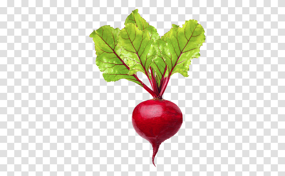 Radish, Vegetable, Plant, Food, Produce Transparent Png