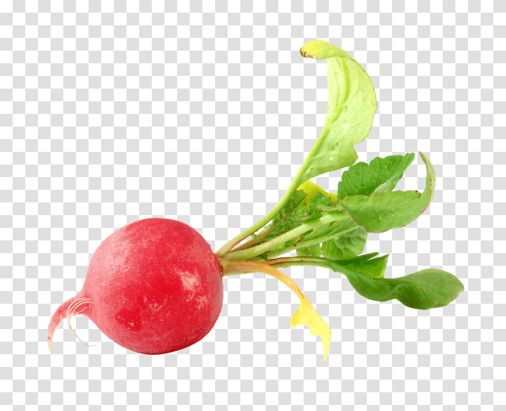 Radish, Vegetable, Plant, Food, Produce Transparent Png