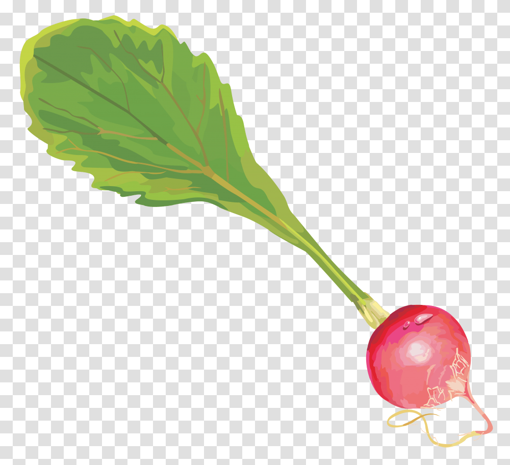 Radish, Vegetable, Plant, Food, Produce Transparent Png